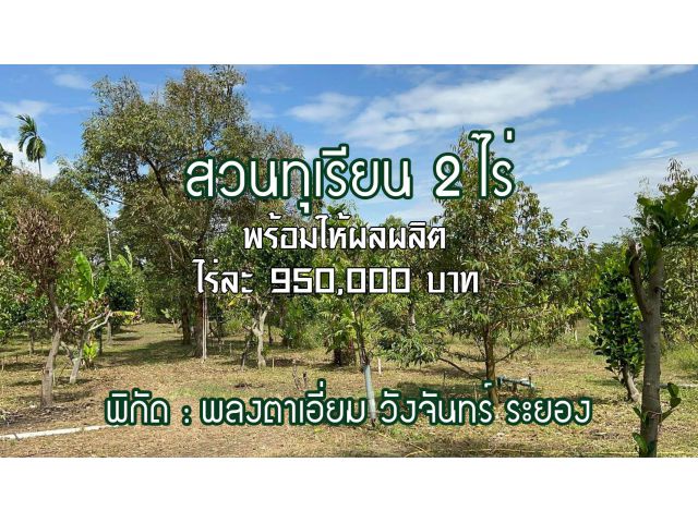 สวนทุเรียน พร้อมให้ผลผลิต ขนาด 2 ไร่ ไร่ละ 950000