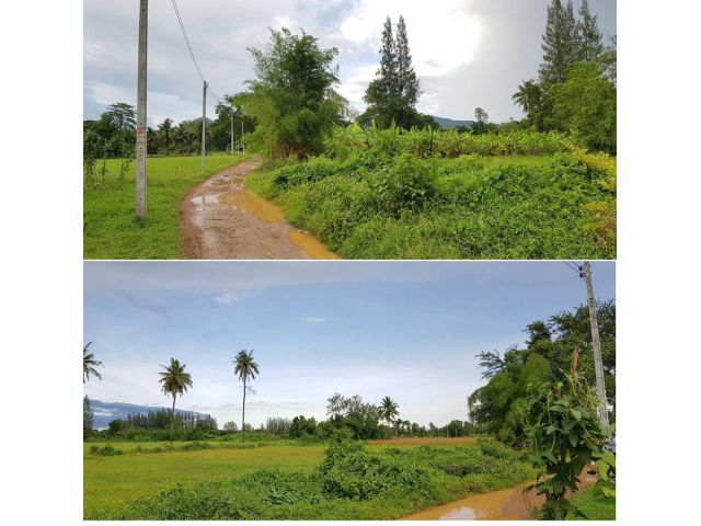 ที่ดินสวนสวยไม่ต้องถม วิวภูเขาอุดมสมบูรณ์ 6.5ไร่เศษ หน้า-หลังกว้างติดถนนในชุมชนไฟฟ้าประปาพร้อม ใกล้ถนนใหญ่แก่งกระจาน1กม.