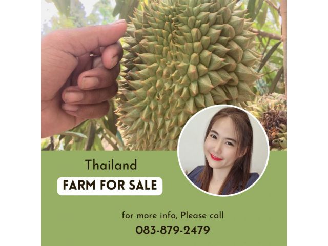 ขายถูก สวนผลไม้ จันทบุรี ไร่ละ 850000 บาท พร้อมเก็บเกี่ยวผลผลิต