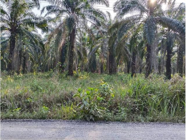 ขายด่วนที่ทำเลทองติดถนนเรียบริมทะเลอ่าวไทย ใกล้หาดทุ่งซาง ชุมพร