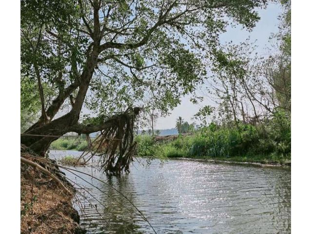 ขายที่สวนลำใยบ้านแมสันป่าตองติดแม่น้ำขานพร้อมโอน