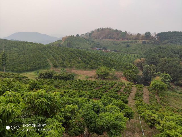 ขายที่ดินติดถนน สวนลิ้นจี่ พื้นที่ 22 ไร่ 7 ตร.ว ที่ดิน+บ่อเก็บน้ำ 2 บ่อ อ.ฝาง