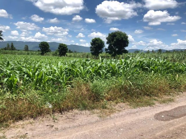 Land for sale , Khao Yai, Wang Sai, Pak Chong, very good view. ขายที่ดินเขาใหญ่ 4 ไร่ ไร่ละ 1.85 ล ใกล้ อบต.วังไทร วิวเขายายเที่ยง