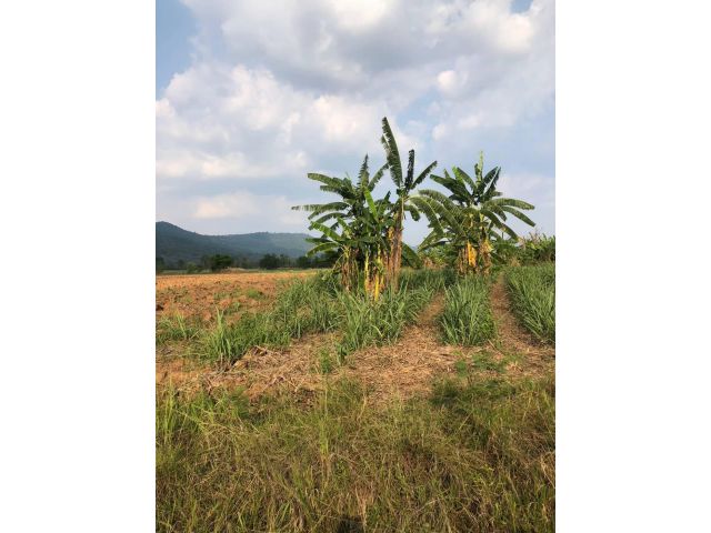 Khao Yai land for sale  5 Rai , Mountain View, Wang Sai Subdistrict, Pak Chong ขายที่ดินเขาใหญ่ 5 ไร่ มีบ้าน 1 หลัง ต.วังไทร วิวเข