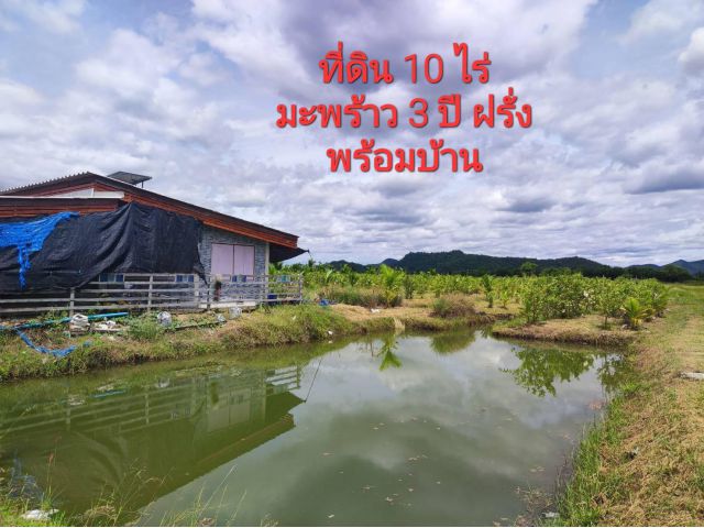 ที่ดิน 10 ไร่สวนมะพร้าวอายุ 3 ปี ฝรั่งเก็บผลผลิตได้ แล้ว พร้อม บ้าน 1 หลัง อยู่ หลัง วัดเขาดินวนาราม ตำบลนางแก้วโพธาราม