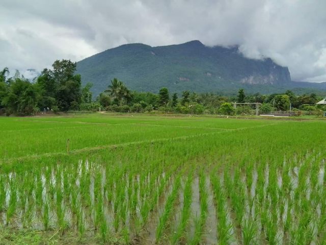 ขายที่นาเมืองงายเชียงดาววิวดอยหลวงชัดเจนพร้อมโอน