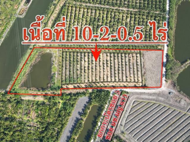 ขายที่ดิน เนื้อที่ 10-2-0.5ไร่  พร้อมสวนมะพร้าว (บ้านแพ้ว)