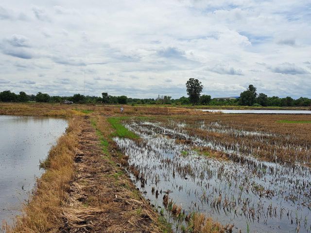 ขายที่ดินเปล่าสามโคก ปทุมธานี ราคาถูก ตรว.ละ 2,000 กว่าบาท