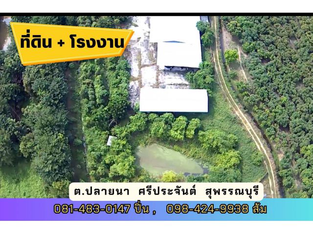 ที่ดิน พร้อมโรงงาน สวนป่า เนื้อที่ 7 ไร่ 2 งานกว่า ต.ปลายนา อ.ศรีประจันต์ จ.สุพรรณบุรี