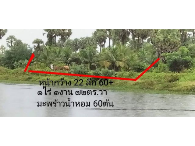 ขายที่ดินโฉนดเลขที่29043นส 4จ  ต.สนามชัย อ.สทิงพระ จ.สงขลา  เนื้อที่กำลังดี 1ไร่1งาน72ตร.วา