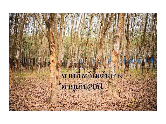 ขายที่ดินสวนยางพร้อมต้นยางอายุเกิน20ปี