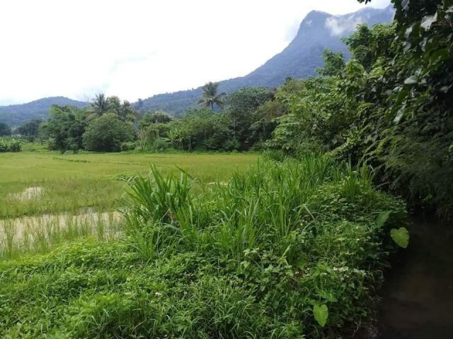 ขายที่ดินติดลำน้ำวิวดอยหลวงเชียงดาวห่างน้ำพุร้อนปูโต๊ะเพียง 3 กม