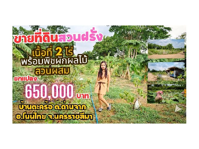 ขายที่ดิน "สวนฝรั่ง และผลไม้สวนผสม ใกล้ถนนทางหลวง โนนไทย-โนนสูง ใกล้ตัวอำเภอโนนไทย เหมาะทำบ้านสวนเกษตร ถูกมากๆ