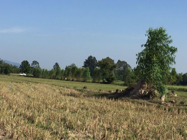 ขายที่ดิน 1 ไร่ โฉนดครุฑแดง (เจ้าของขายเอง) ต.เจริญธรรม อ.วิหารแดง จ.สระบุรี