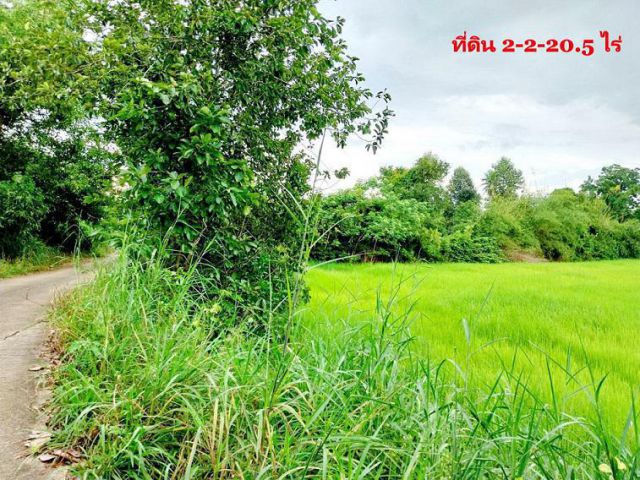 ขาย ที่ดิน 2-2-20.5 ไร่ ใกล้ถนนปราจีน-ตะคาม เพียง 800 เมตร ต.โนนห้อม เมืองปราจีนบุรี เส้นทางแหล่งท่องเที่ยวธรรมชาติ