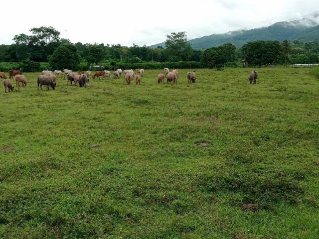 ขายที่ดินสวยวิวภูเขา 110 ไร่ สวนเกษตร และเลี้ยงสัตว์ ติดแม่น้ำน่าน เข้าออกได้หลายทาง บ้านวังผา  ตำบลทุ่งช้าง น่าน