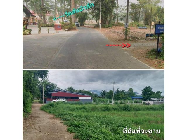 #*ขายที่ดิน9ไร่3งาน อยู่บ้านสันป่าสัก ต.สันทรายหลวง ใกล่วัดสันป่าสัก,ติดโครงการบ้านจัดสรร ขายถูกๆ