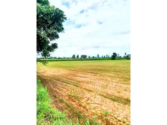 ที่ดินแปลงสวย ที่ราบ ติดถนนลาดยาง มีไฟฟ้า อ.ตรอน อุตรดิตถ์