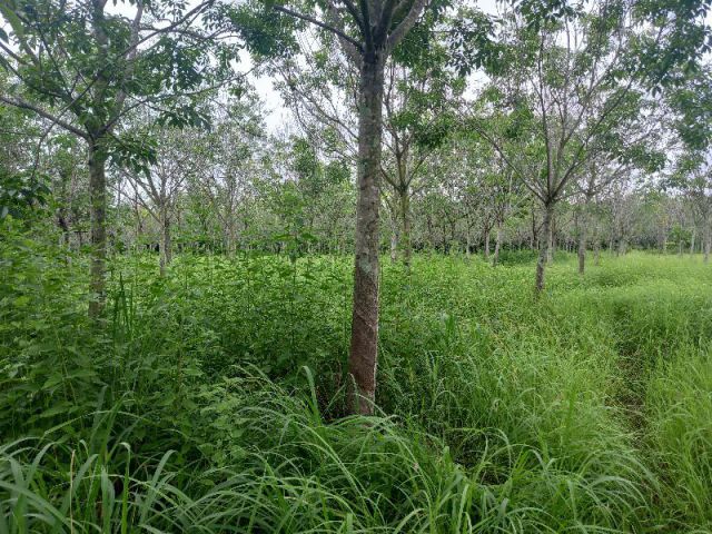 ขายที่ดินพร้อมสวนยาง ที่นา และ ป่าธรรมชาติ