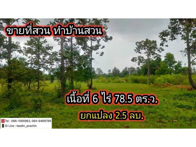 ขายที่สวน 6 ไร่เศษ นาดี