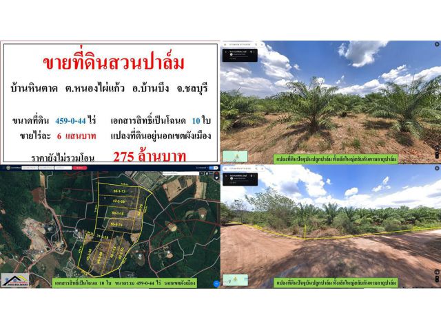 ขายที่ดินสวนปาล์ม ขนาด 459-0-44 ไร่  **บ้านหินตาด หนองไผ่แก้ว**  อ.บ้านบึง  ชลบุรี  (ไร่6แสนบาท)