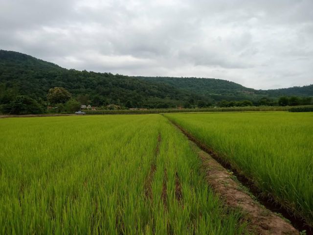 ที่ดิน บรรยากาศดี  อ.ภูเรือ ใกล้เขาติดลำห้วยเขตตัวภูเรือ ดินดำปลูกพืชงาม ใกล้ชุมชนใกล้ถนนลาดยางชนบท