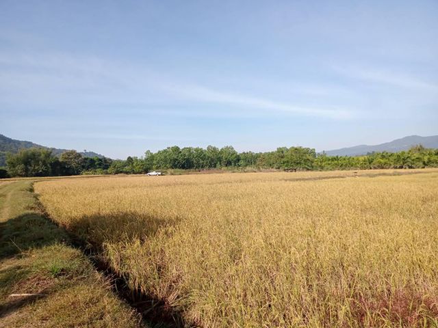 ที่นาอ.ภูเรือติดเขตเทศบาลโฉนด 3 ไร่กว่าไร่ละ 480000