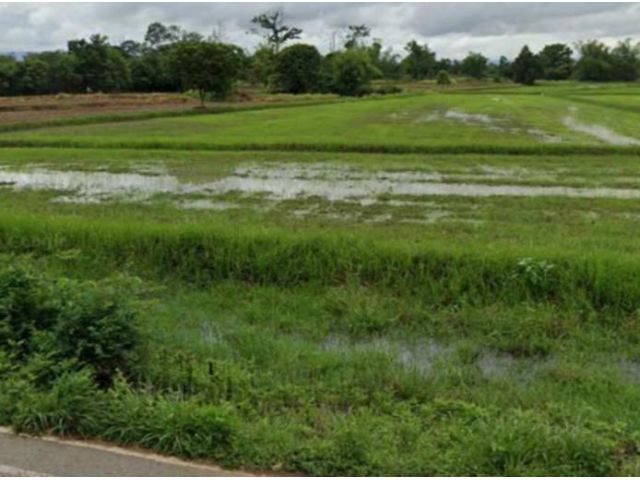 ขายที่นา 3ไร่ 2โฉนด หนองโสมง ชัยภูมิ