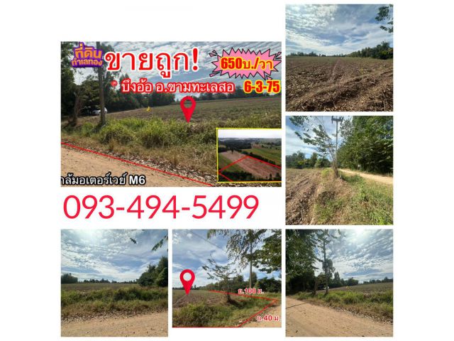 ขายถูก (จำเป็นต้องขาย) ที่ดินขามทะเลสอ บ้านบึงอ้อ6-3-75 ไร่.ต. บึงอ้อ อ .ขามทะเลสอ จ .นครราชสีมา