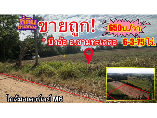 ขายถูก (จำเป็นต้องขาย) ที่ดินขามทะเลสอ บ้านบึงอ้อ6-3-75 ไร่.ต. บึงอ้อ อ .ขามทะเลสอ จ .นครราชสีมา