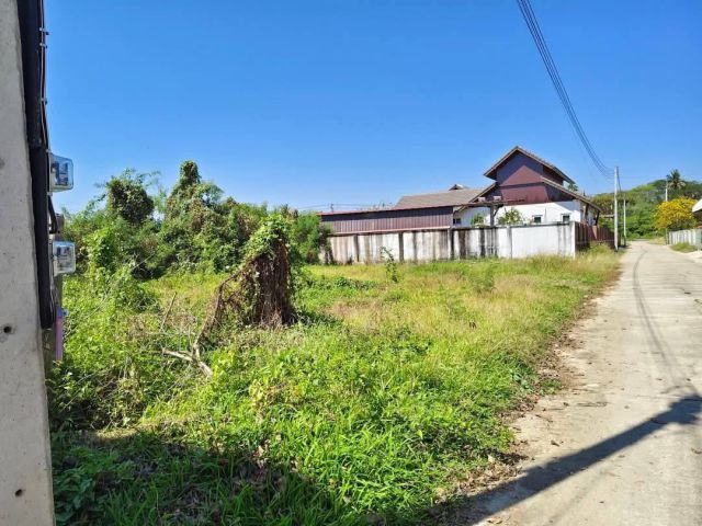 ขายที่ดินตำบลสารภีใกล้ถนนเลียบรถไฟสารภีพร้อมโอน