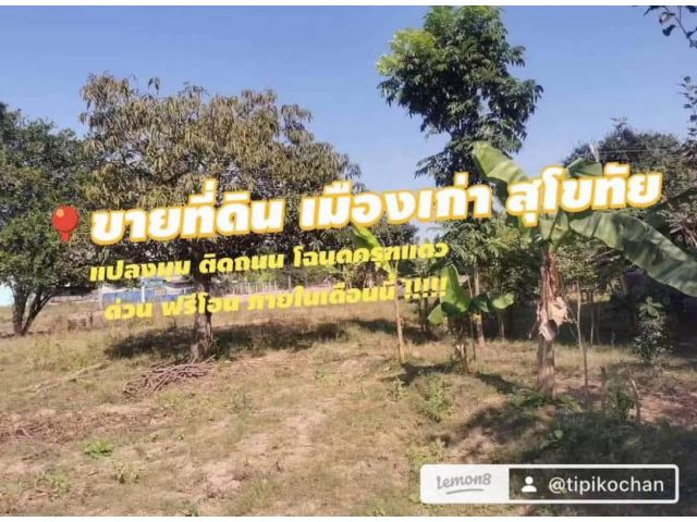 ขายที่ดิน 1 ไร่ เมืองเก่า สุโขทัย แปลงมุม