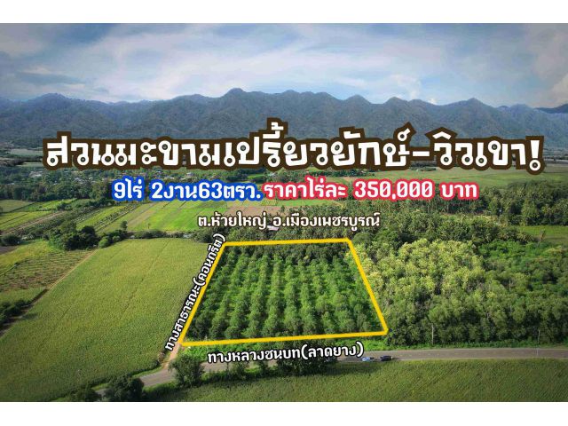 ขายสวนมะขามเปรี้ยวยักษ์-วิวเขา-ติดทางหลวง/Giant sour tamarind orchard for sale